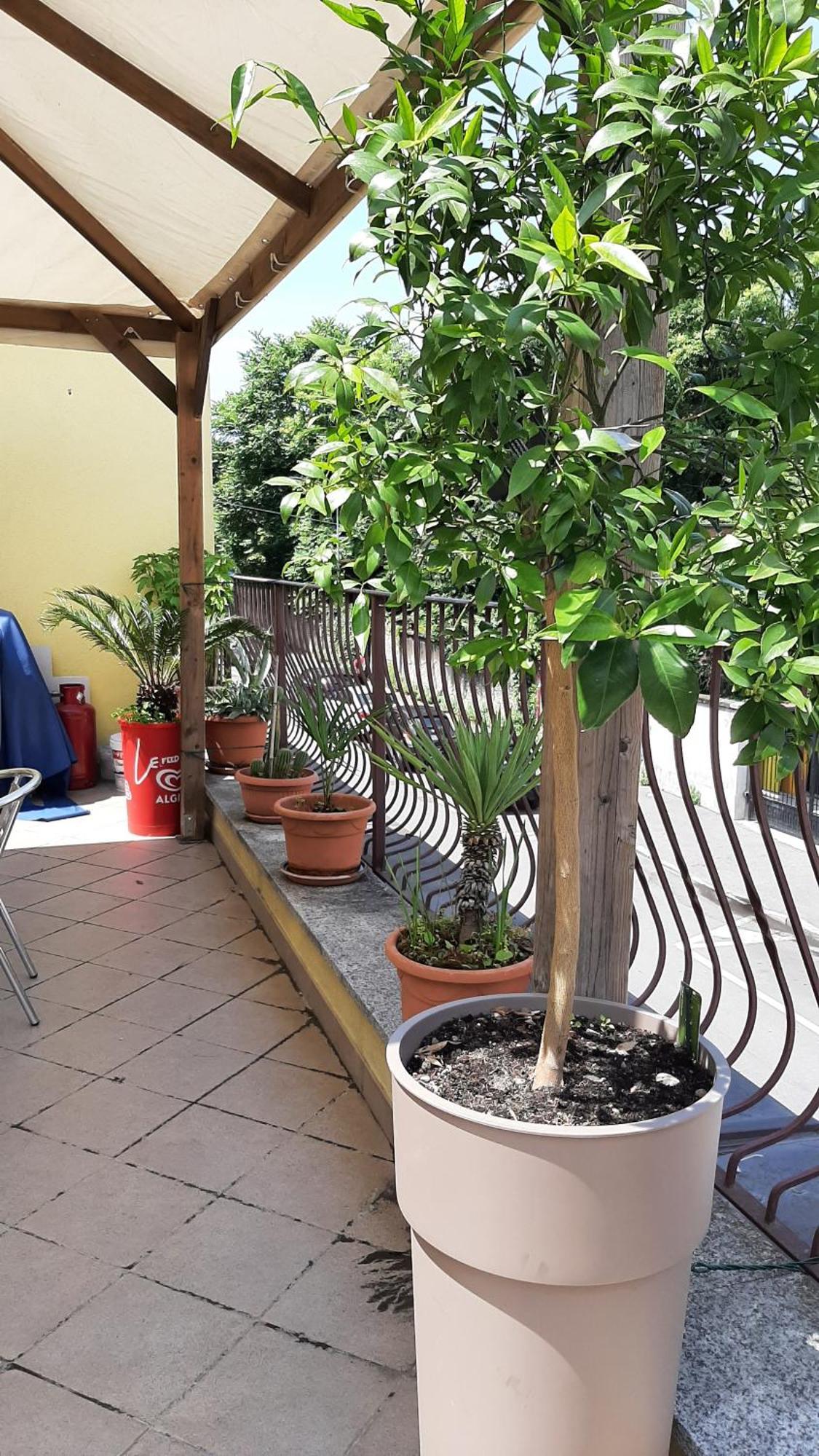 Il Ragno D'Oro Apartment โร ภายนอก รูปภาพ